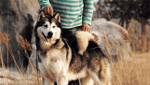 探秘阿拉斯加的雪橇犬文化（以宠物为主的阿拉斯加原住民文化与生态旅游）