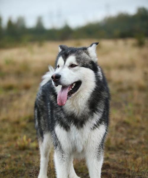 为什么阿拉斯加犬亲近人（探究宠物犬与人类之间的亲密关系）