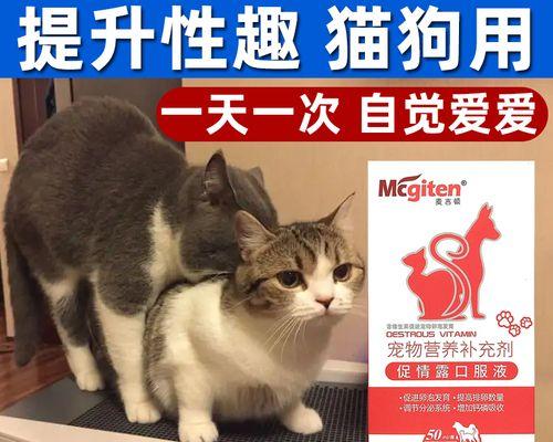 为什么大猫要躲小猫（探秘猫咪之间的地位争夺战）