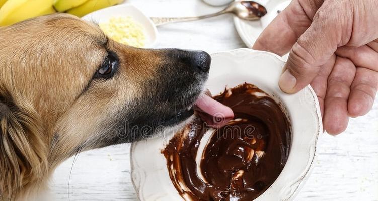 巧克力——宠物犬的致命毒药（为什么狗狗吃巧克力会死）