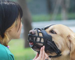 狗狗为什么会乱咬东西（探究狗狗咬东西的原因和解决方法）