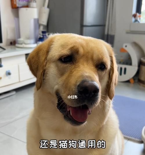 狗狗为什么喜欢舔东西（探究宠物犬舔东西的原因及影响）