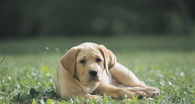 滚狗狗狗狗惨叫的原因（探究宠物犬惨叫的原因和解决方法）