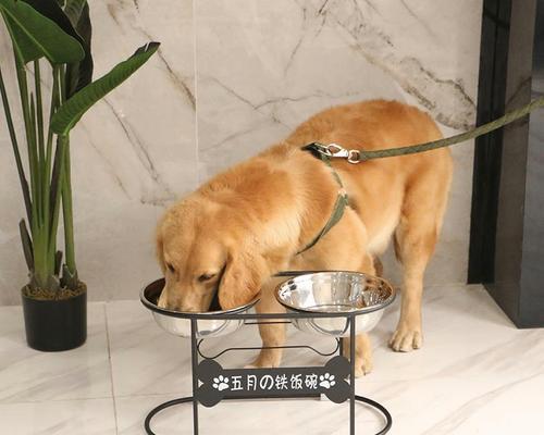 滚狗狗狗狗惨叫的原因（探究宠物犬惨叫的原因和解决方法）