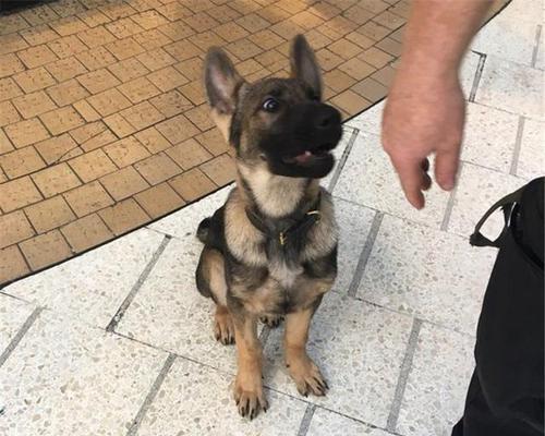 哈士奇为什么不能当警犬（探究哈士奇特点与警犬需求）