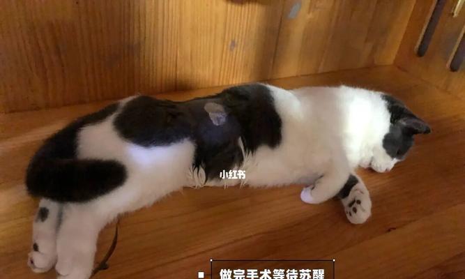 猫猫绝育后为什么容易发胖（探究绝育对猫猫体重的影响和预防方法）