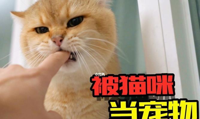 为什么我的猫咪总是攻击我（探究猫咪攻击行为的原因和解决方法）