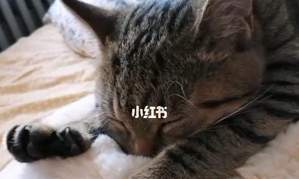 探究猫咪踩奶的行为和原因（探究猫咪踩奶的行为和原因）