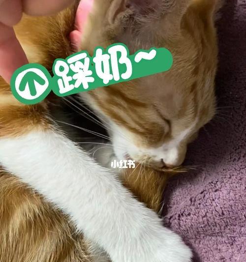 探究猫咪踩奶的行为和原因（探究猫咪踩奶的行为和原因）