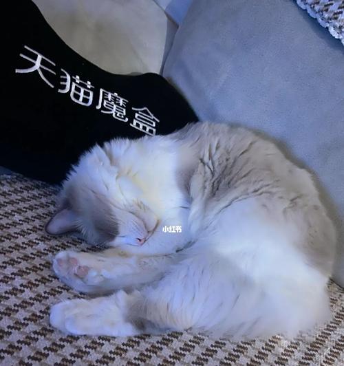 为什么猫咪一整天睡觉（探究猫咪睡觉的原因及健康问题）