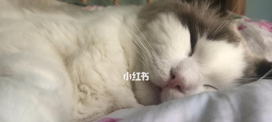 新来的猫咪为何一直发抖（探究猫咪发抖的原因及如何解决）