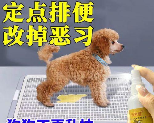 了解新生幼犬的排便状况，从大便开始（幼犬排便的颜色、形状和数量是什么样的）