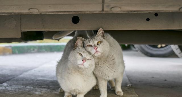 如何照顾新抓的小猫（从喂食到训练）