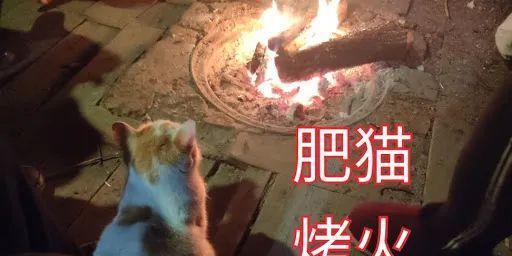 星际争霸猫咪烤火（以宠物为主的露营新体验）