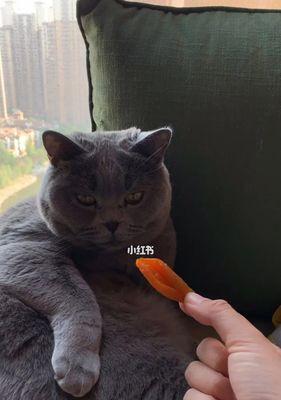 学校里的猫都吃什么（了解一下宠物猫的饮食习惯）