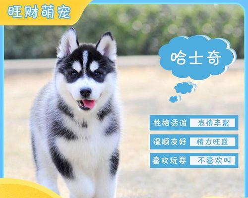 雪橇犬与哈士奇幼犬狗粮的养护指南（以宠物为主）