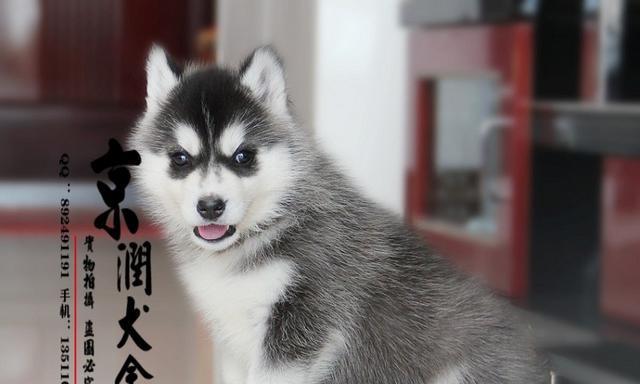 雪橇犬与哈士奇幼犬狗粮的养护指南（以宠物为主）