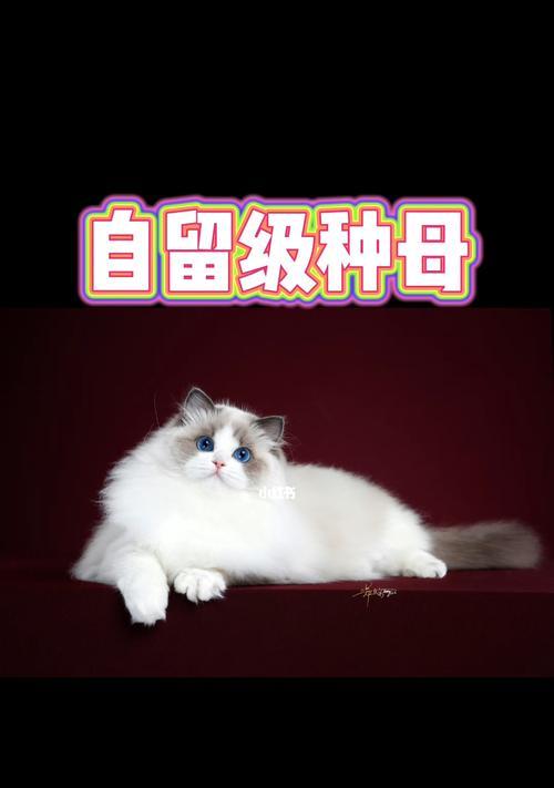 了解血统纯正的布偶猫（以血种纯的布偶猫为主题的详细介绍）