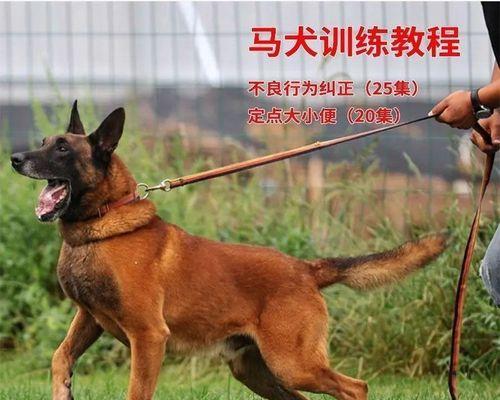 如何训练你的爱犬——优秀狗狗训练书推荐（15本最佳狗狗训练书籍大盘点）