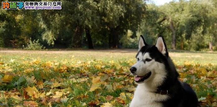 如何养好你的阿拉斯加犬（关爱从细节开始）