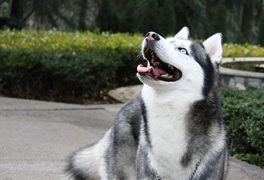 以养阿拉斯加犬的饲养技巧（掌握正确喂食方法）