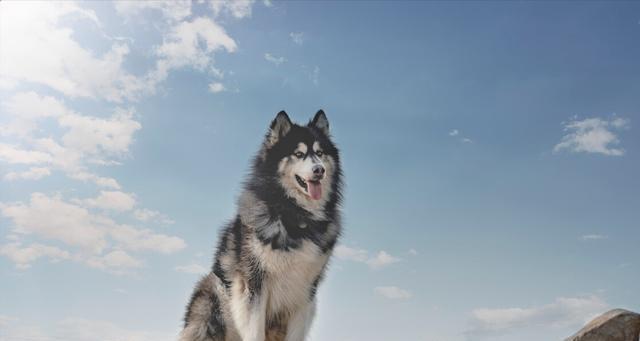 如何照顾阿拉斯加犬的夏天（宠物养护）