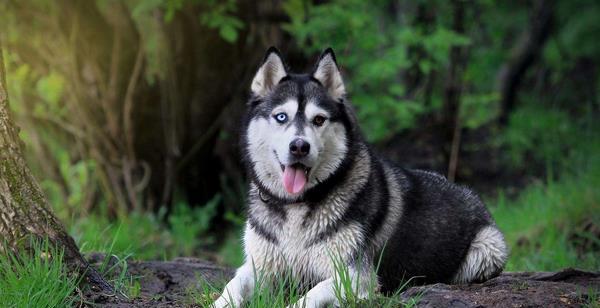 如何科学喂养阿拉斯加犬（从宠物到伙伴）