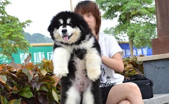 如何科学喂养阿拉斯加犬（从宠物到伙伴）