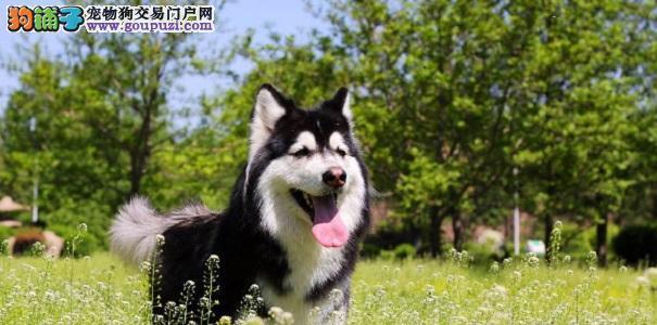 养阿拉斯加犬一月成本详解（以宠物为主）