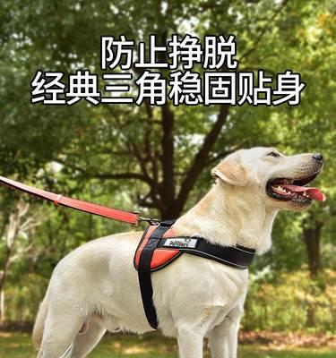 养狗狗会影响怀孕吗（探究宠物对孕妇的影响）