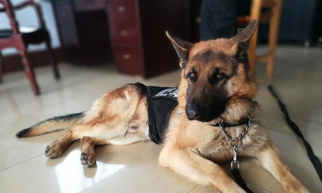 以养警犬工作，让宠物成为警队助手（警犬是如何被培训成为顶尖的警务犬）