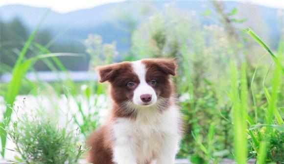 养牧羊犬的好处（让你拥有最好的宠物伴侣）