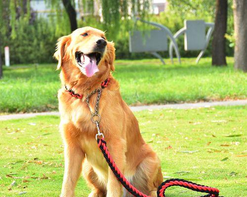 养宠物，泰迪与拉布拉多哪个更适合（比较两种犬种的特点和养护方式）