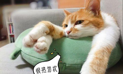 养小猫的注意事项（从饮食、卫生到训练）