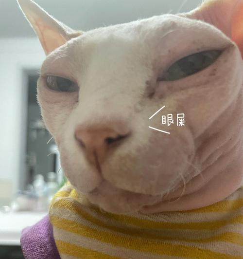 给猫咪清理眼屎，关爱宠物健康（如何正确清理猫咪的眼屎）