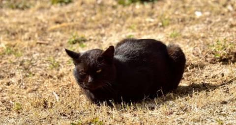 野猫和家猫的混血后代——探究小猫的特点与养护方法