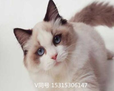 百元布偶猫，我的宠物生活（从领养到照顾）