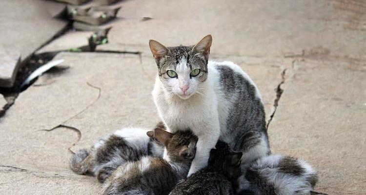 一只半月大的猫咪离开妈妈的成长日记（从依赖到独立）