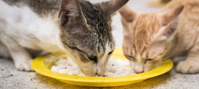 如何合理喂养一个半月的猫咪（从饮食、饮水到零食）