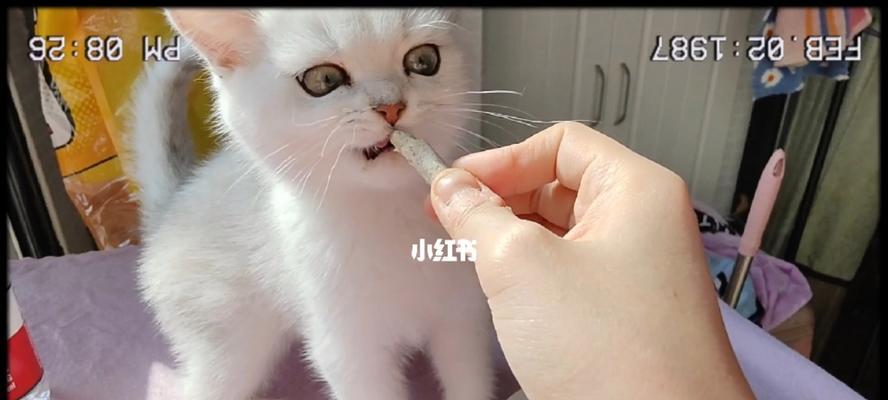 宠物猫咪的咬东西行为初探（了解猫咪咬东西的原因和解决方法）