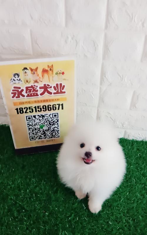 博美幼犬驱虫药的选择与使用（从宠物健康）