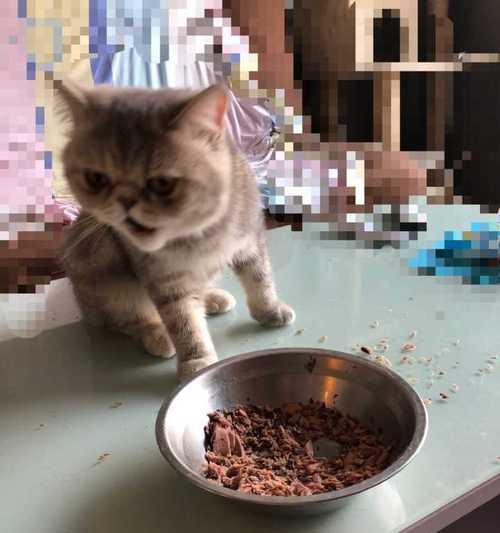 一月龄猫咪的饮食营养全指南（猫咪健康成长）