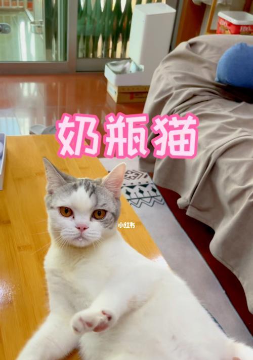 如何给宠物猫咪喂羊奶（每天喝多少羊奶最健康）