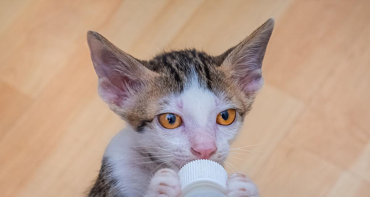 照顾一个月大的小猫咪奶瓶，你需要知道的关键点（成为一只暖心宠物的好主人）