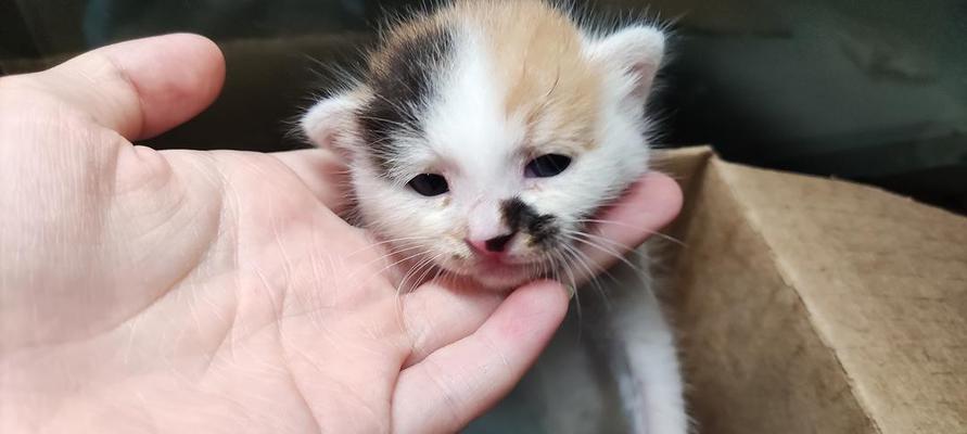 猫咪能否在一个月内食用鸡肉（以宠物为主）