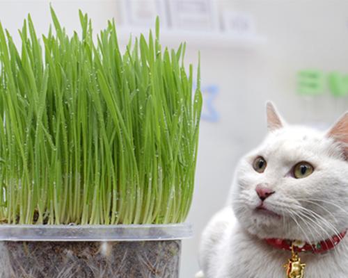 猫咪的营养需求与猫草的作用（一月龄的猫咪是否适合食用猫草）