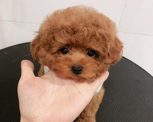 泰迪幼犬喝酸奶（探究泰迪幼犬喝酸奶的利弊）