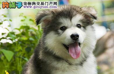 一年阿拉斯加犬该吃哪种狗粮（以宠物为主）