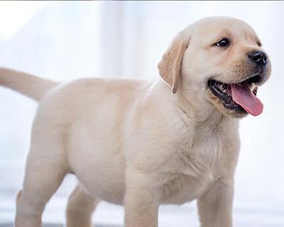 拉布拉多犬的生长发育情况（一年龄的拉布拉多有多大）