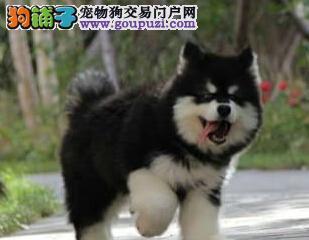 阿拉斯加犬反复拉肚子怎么办？